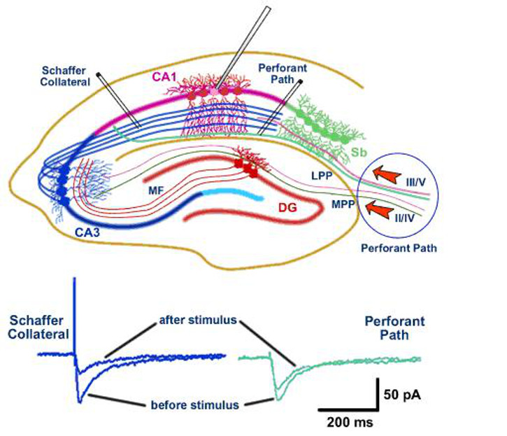 Plasticity of NMDA receptor EPSCs is different in different pathways that synapse onto CA1 pyramidal neurones in the hippocampus